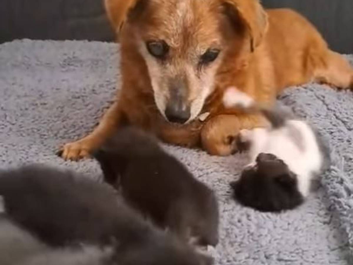 Hundesenior „Tommy“ wird mit 19 Jahren zum Betreuer für Katzenwelpen.