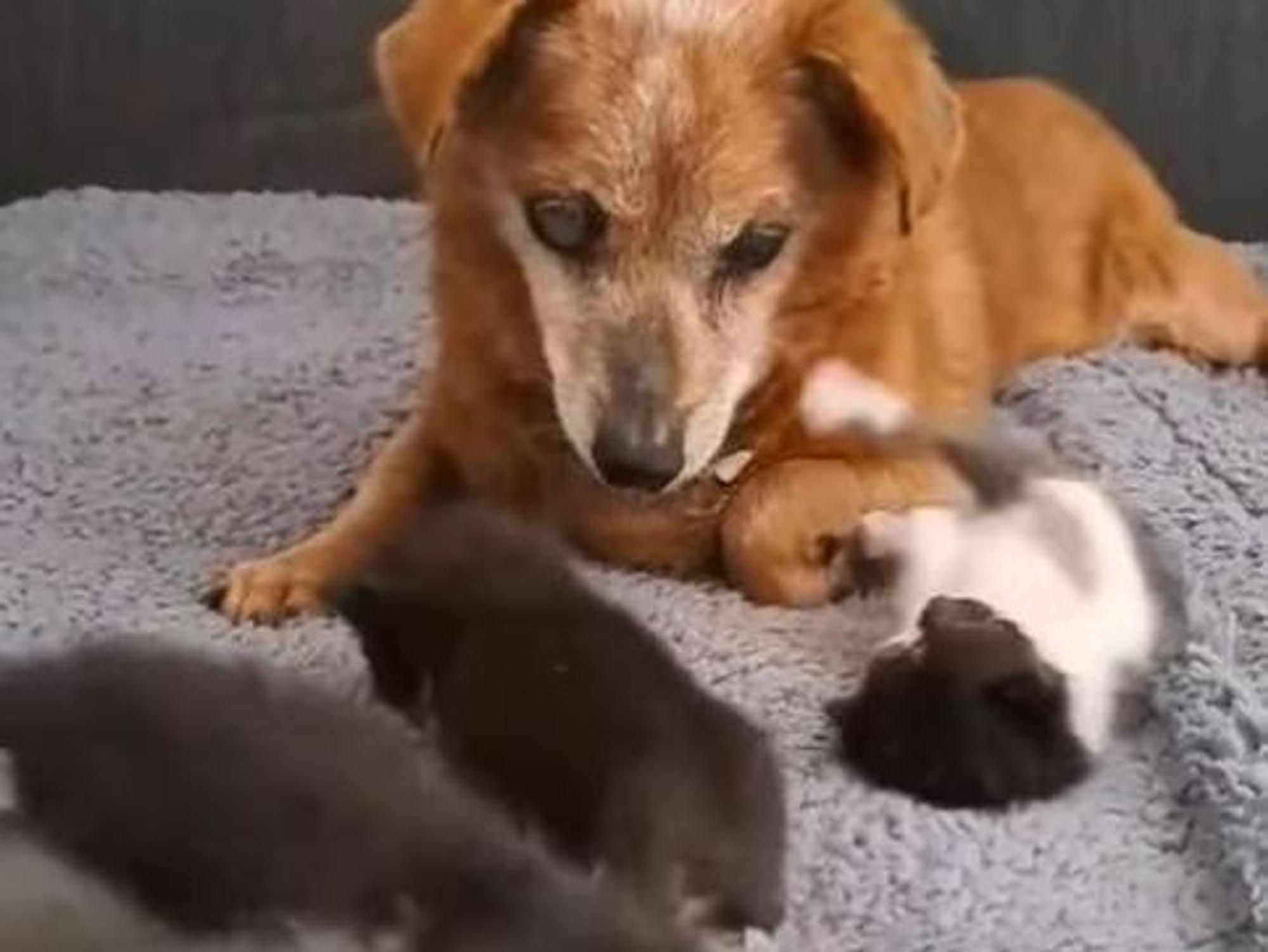 Hundesenior „Tommy“ wird mit 19 Jahren zum Betreuer für Katzenwelpen.