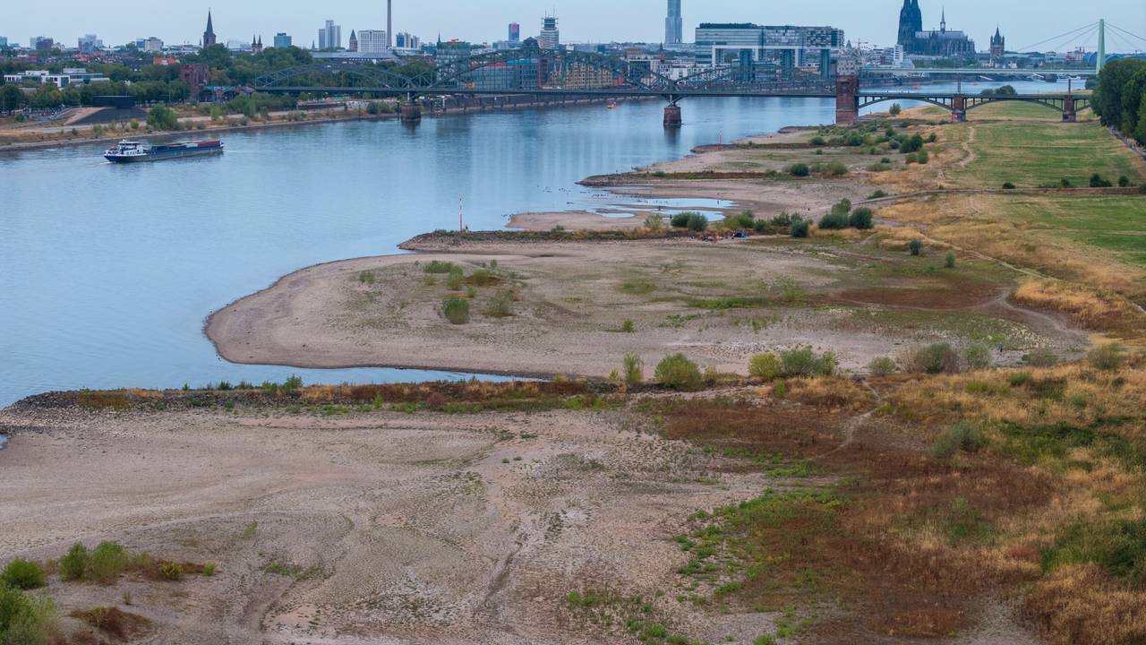 Im Juni und Juli war es so heiß wie nie zuvor. Die Auswirkungen sind deutlich sichtbar, wie hier am Rhein in Köln.