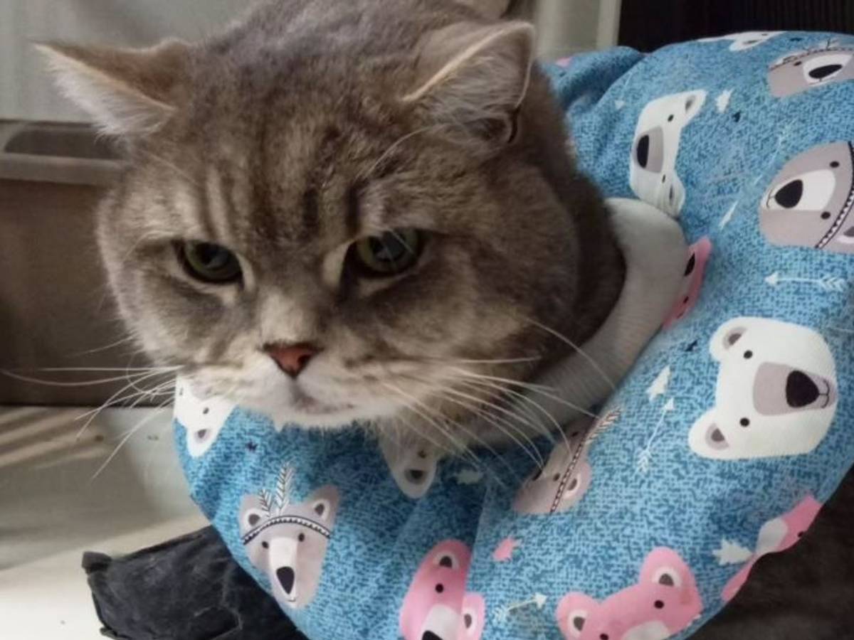 Kater Pasha