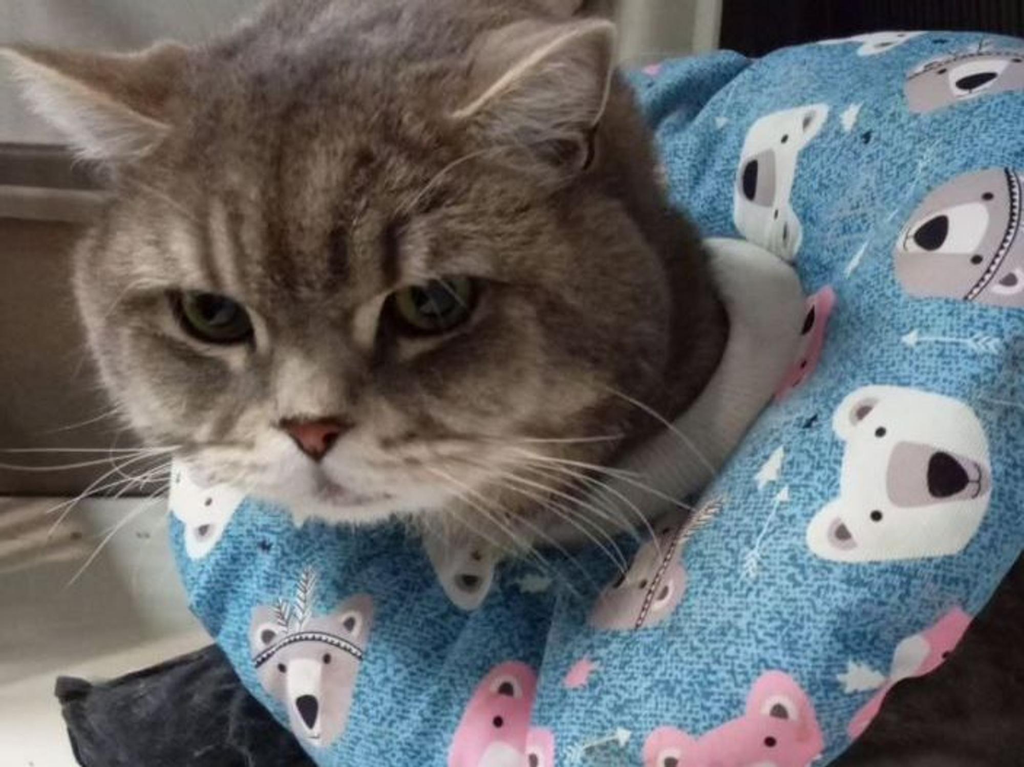 Kater Pasha