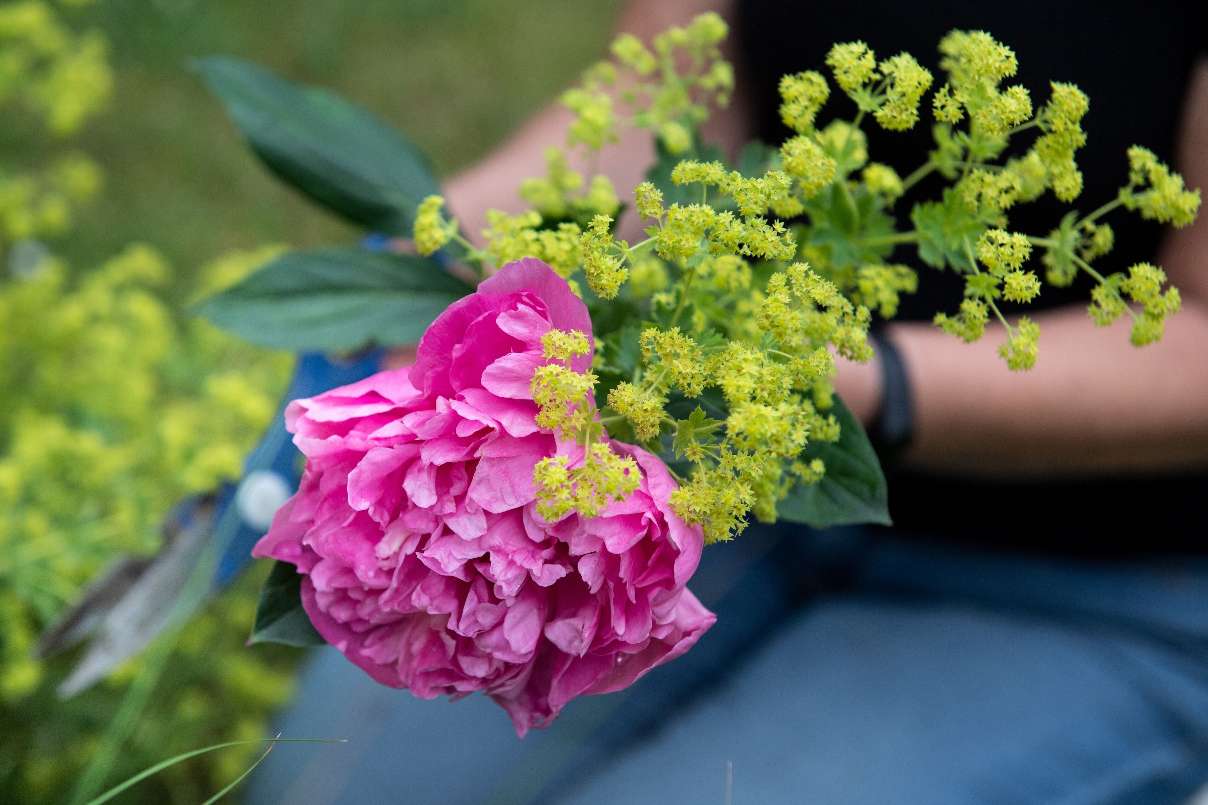 Frauenmantel ist ein dekoratives Bindegrün, das dem Blumenstrauß Fülle verleiht.