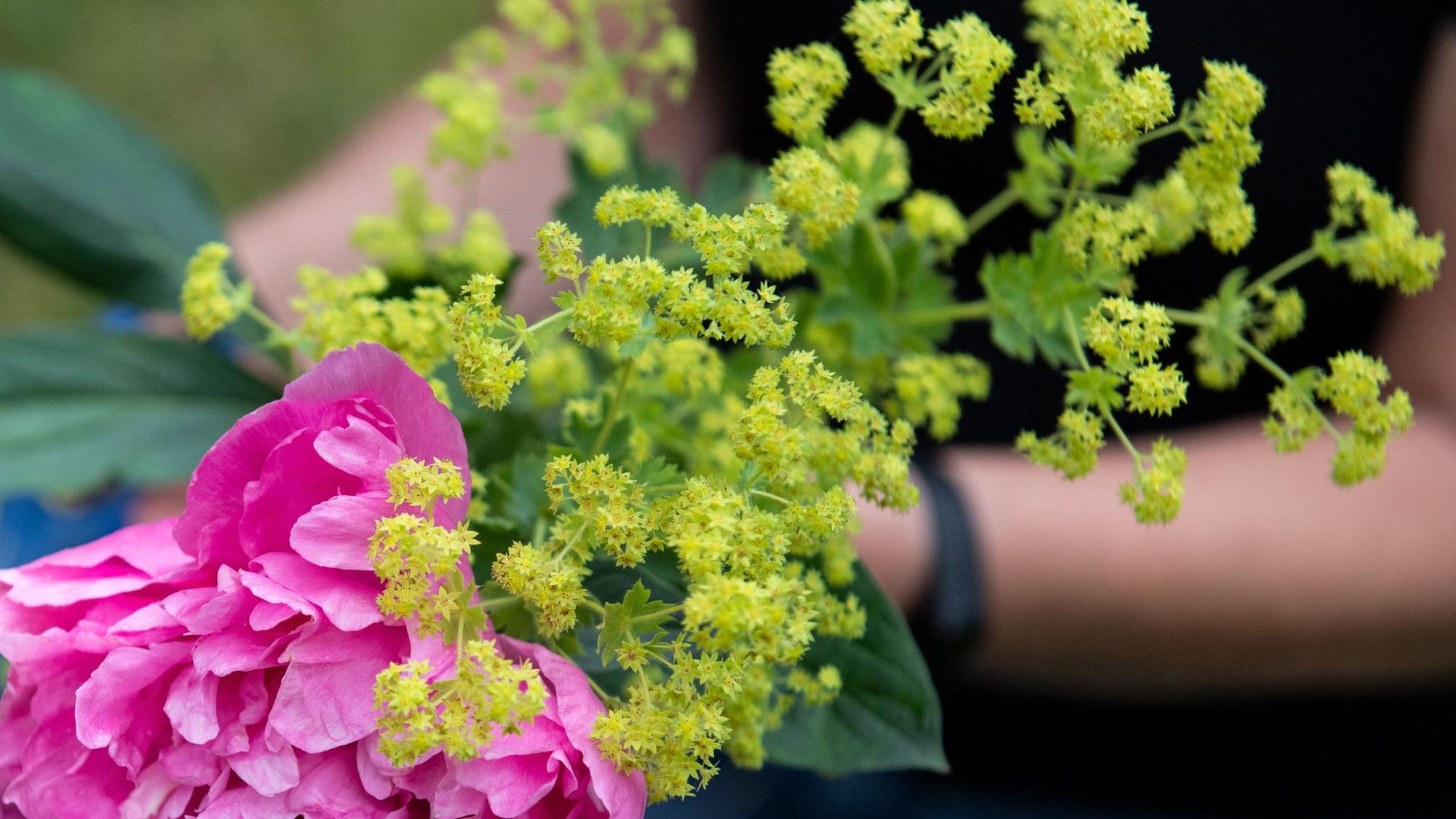 Frauenmantel ist ein dekoratives Bindegrün, das dem Blumenstrauß Fülle verleiht.