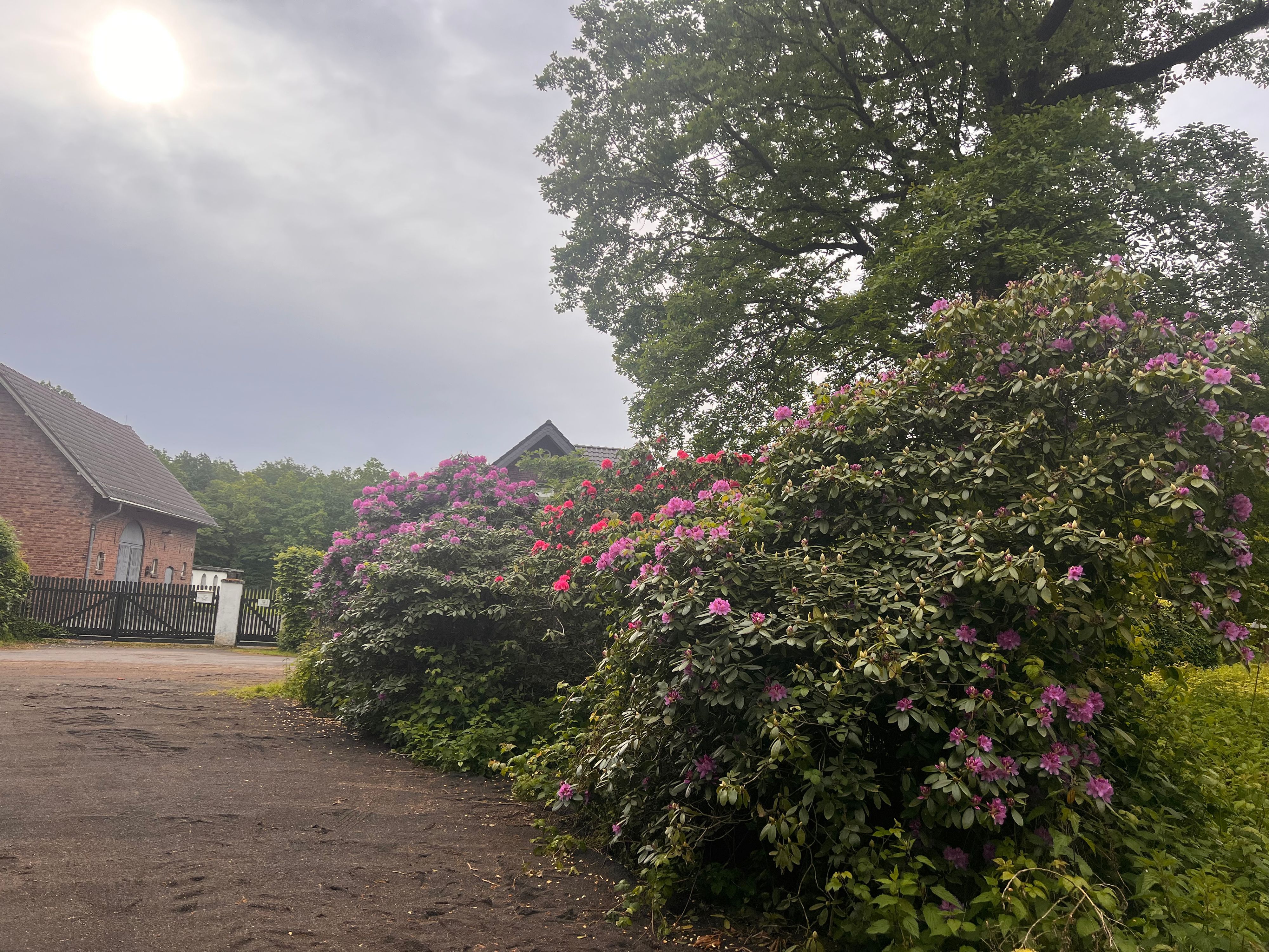 Blühende Rhododendren am Forsthaus Buschhoven an der B56