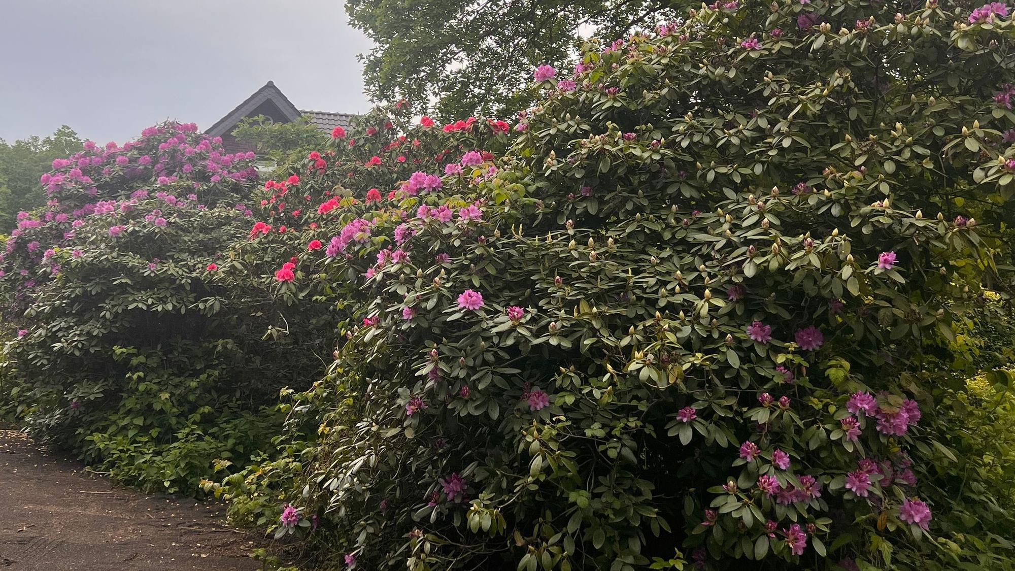 Blühende Rhododendren am Forsthaus Buschhoven an der B56