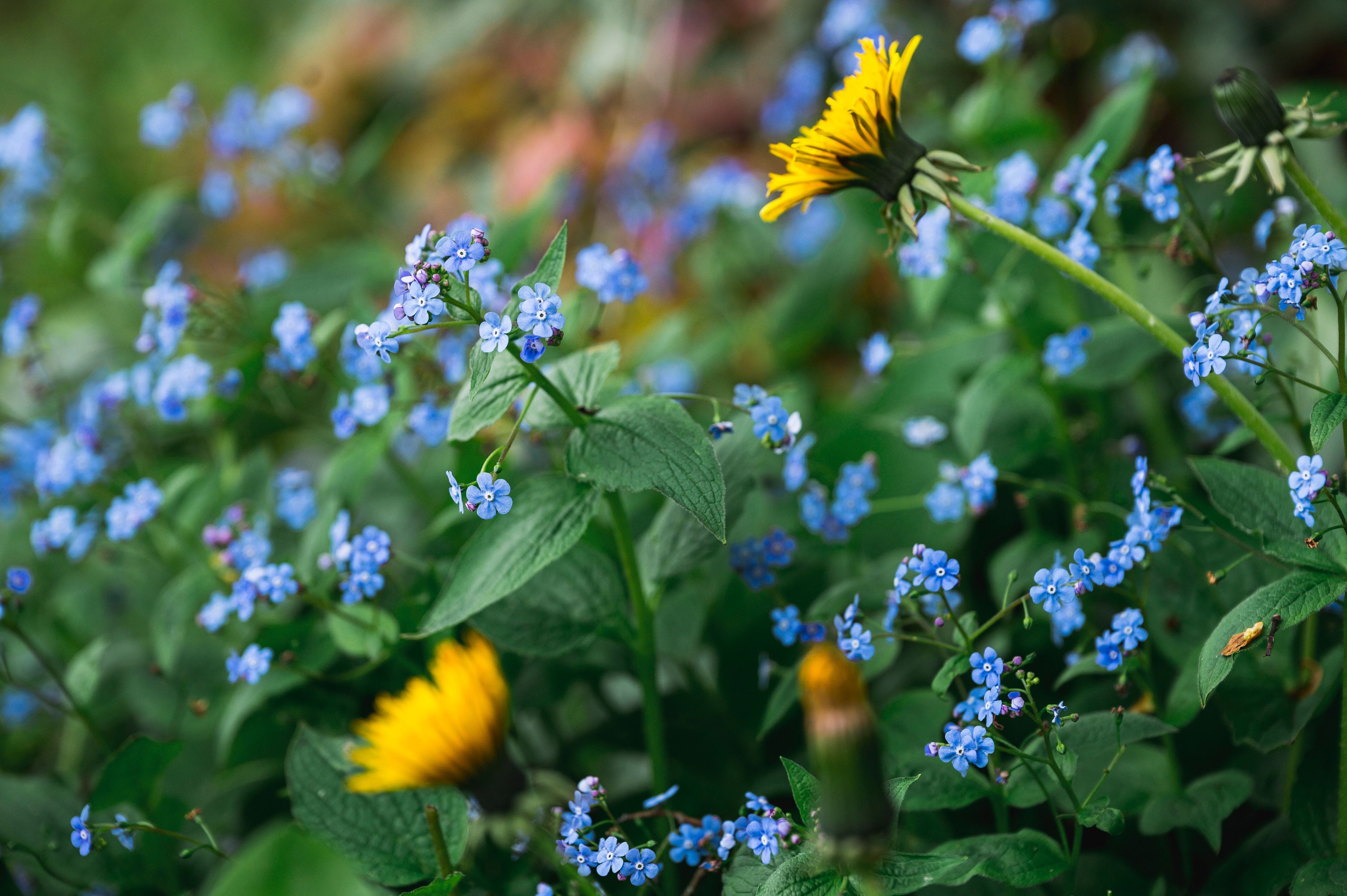Vergissmeinnicht und Löwenzahn blühen in einem Blumenbeet.