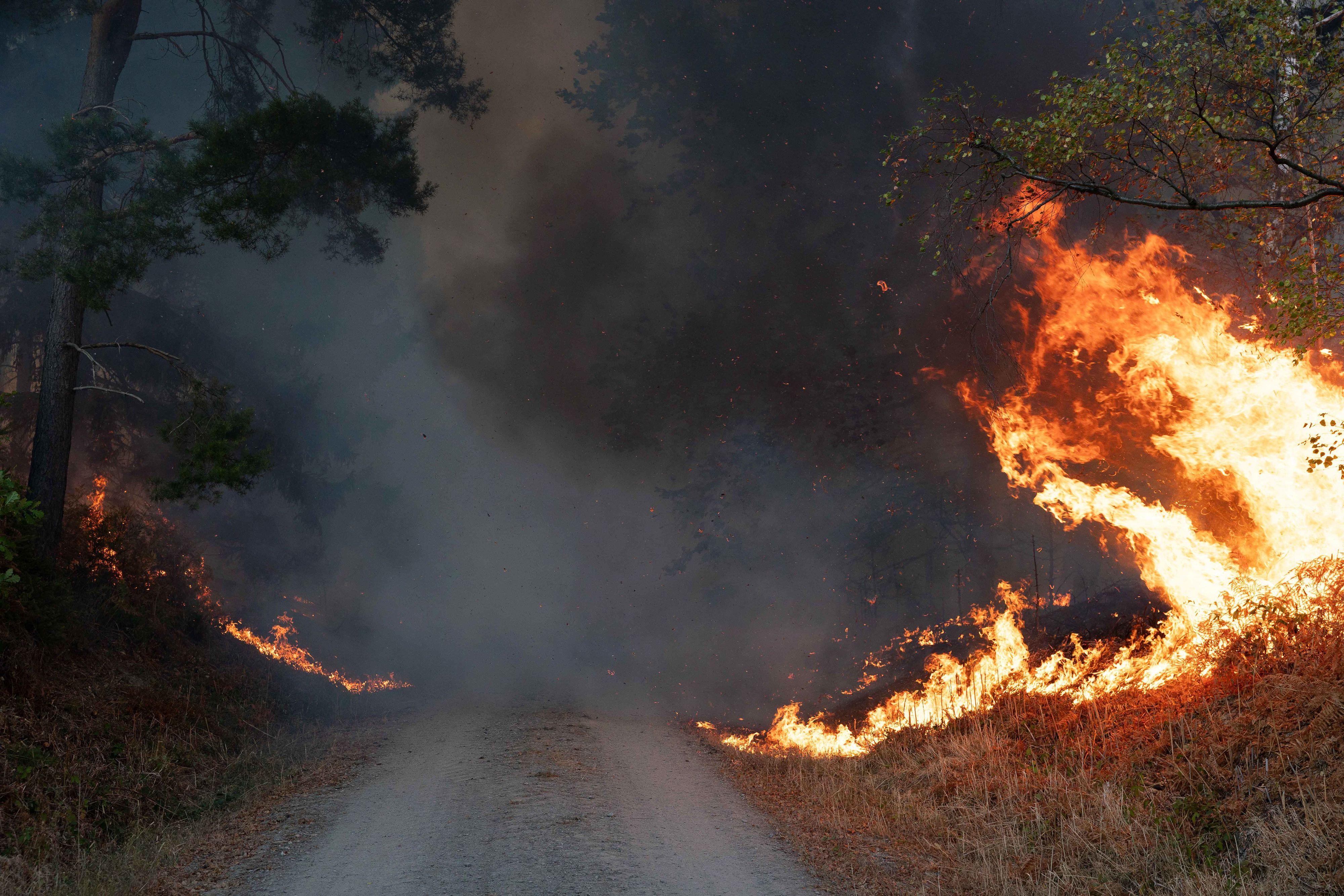Flammen sind am Rand eines Waldwegs im Hürtgenwald zu sehen.
