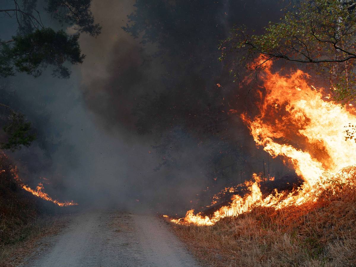 Flammen sind am Rand eines Waldwegs im Hürtgenwald zu sehen.