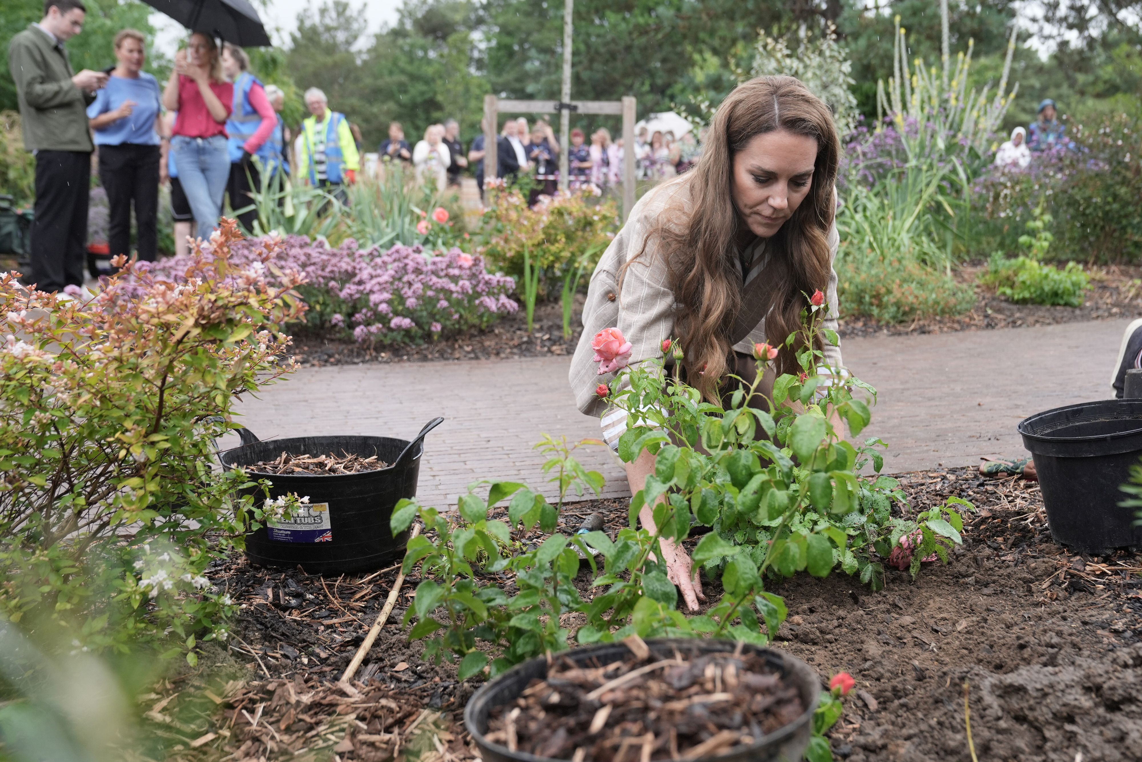 Die britische Prinzessin Kate, Prinzessin von Wales, pflanzt eine Rose während eines Besuchs im Wohlfühlgarten der RHS im Colchester Hospital in Essex.