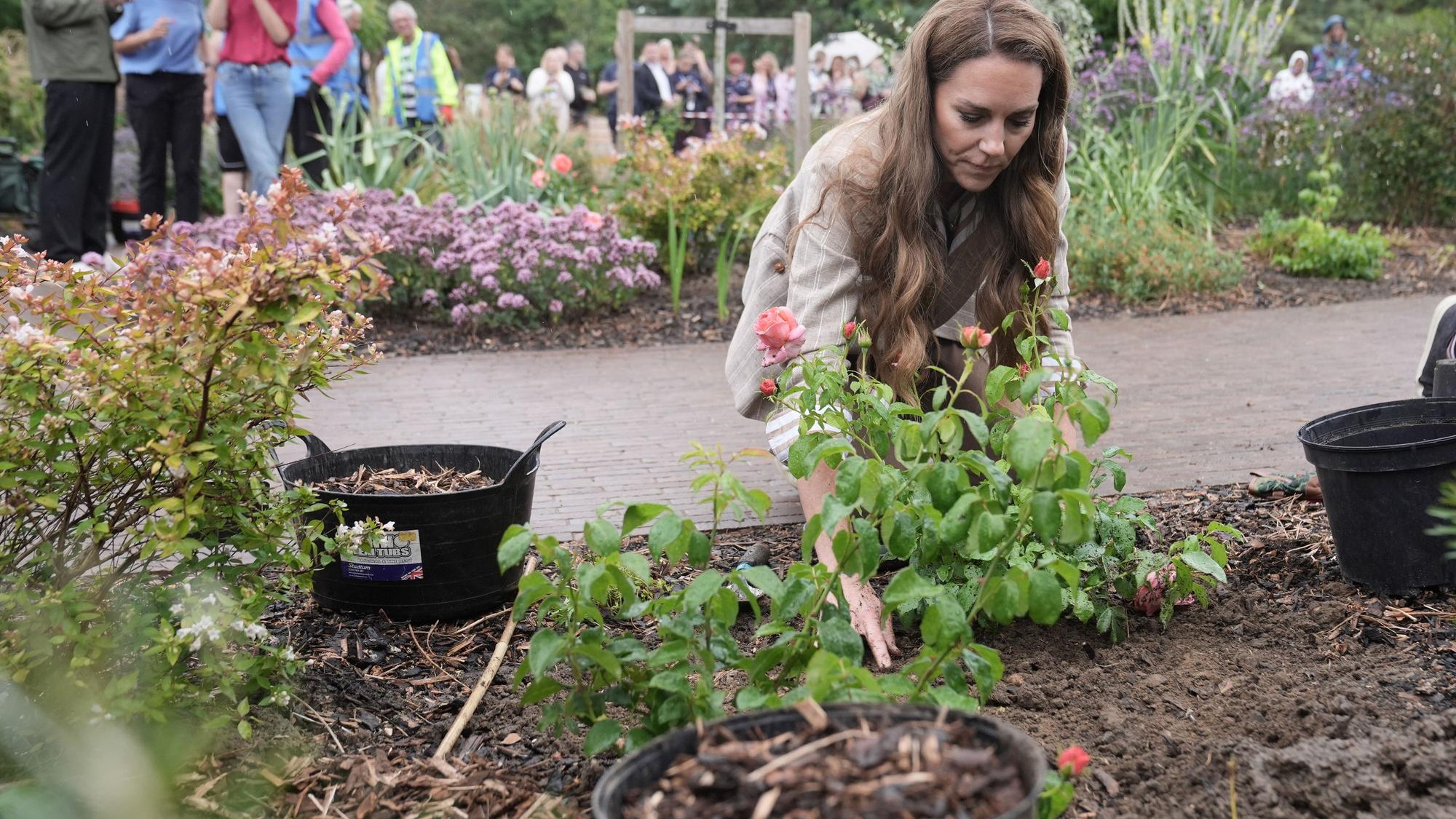Die britische Prinzessin Kate, Prinzessin von Wales, pflanzt eine Rose während eines Besuchs im Wohlfühlgarten der RHS im Colchester Hospital in Essex.