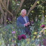 König Charles geht durch einen Garten