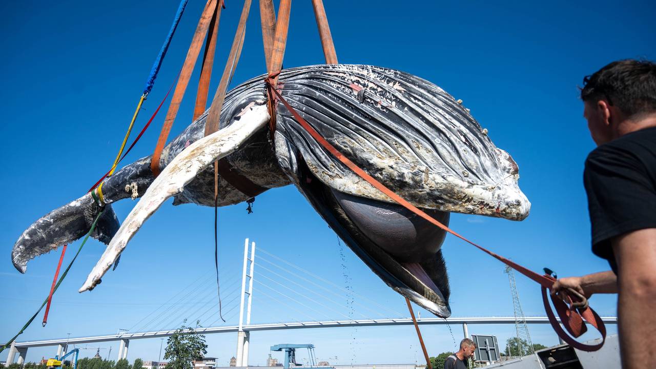 Der Kadaver eines toten Buckelwals wird auf der Insel Dänholm bei Stralsund geborgen und soll danach obduziert werden.