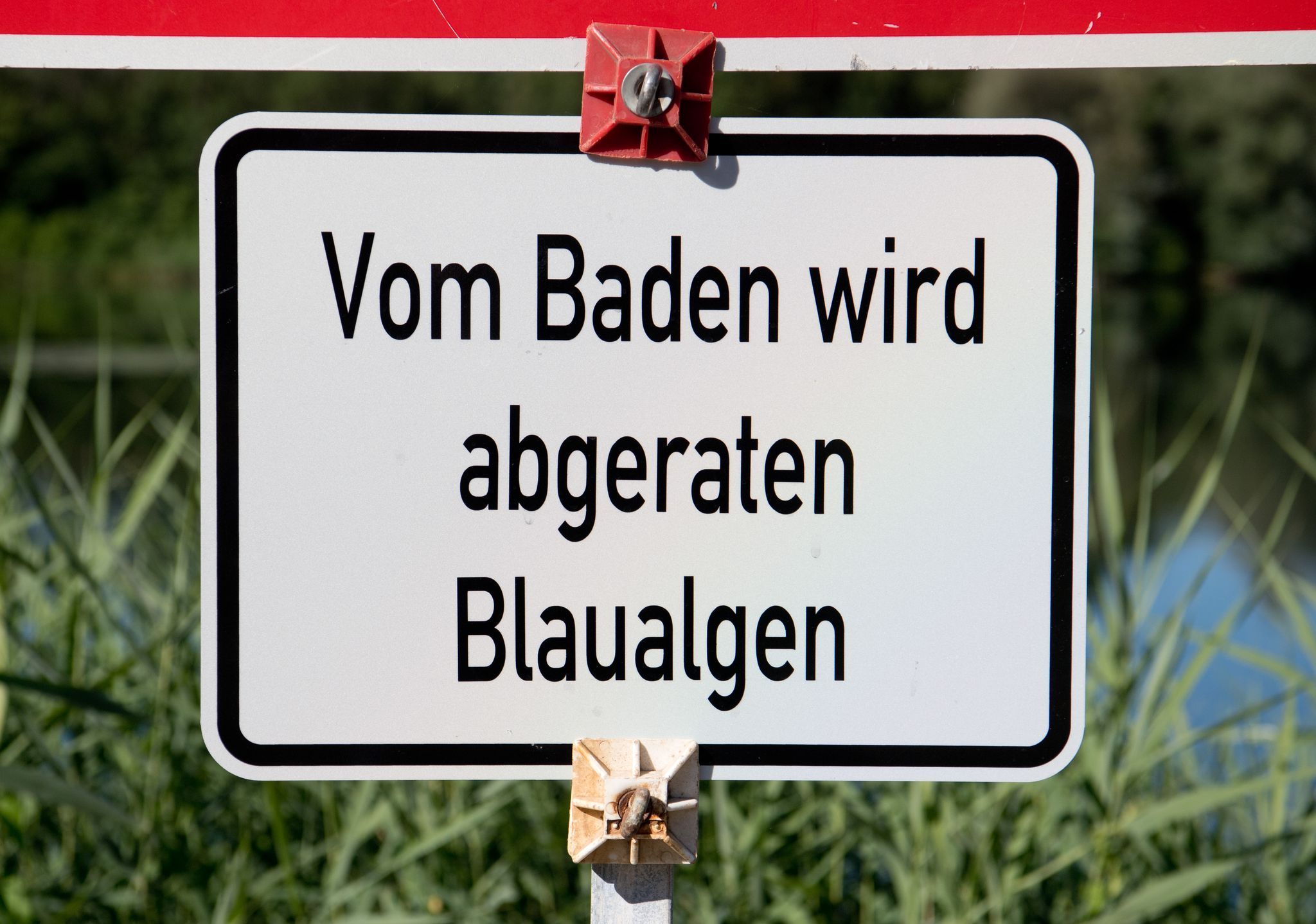 Blaualgen