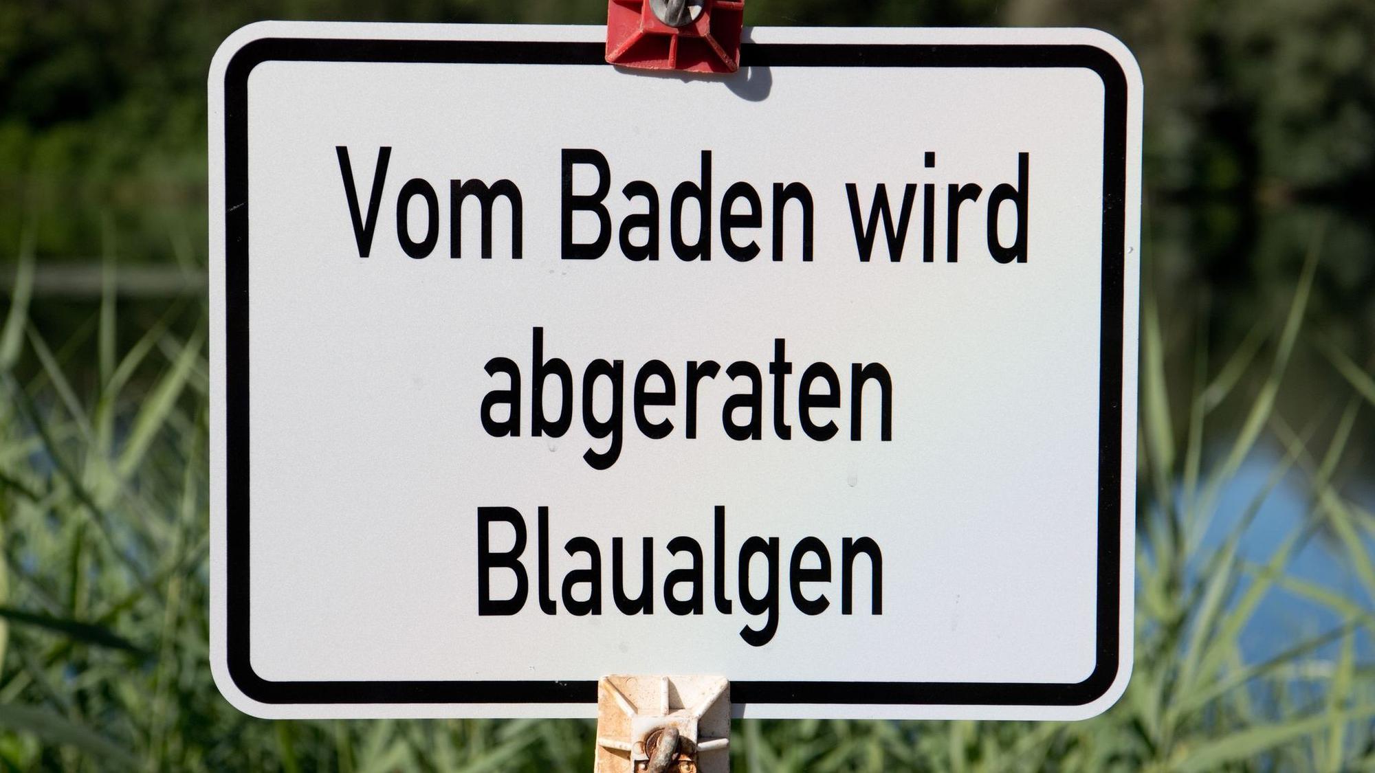 Blaualgen