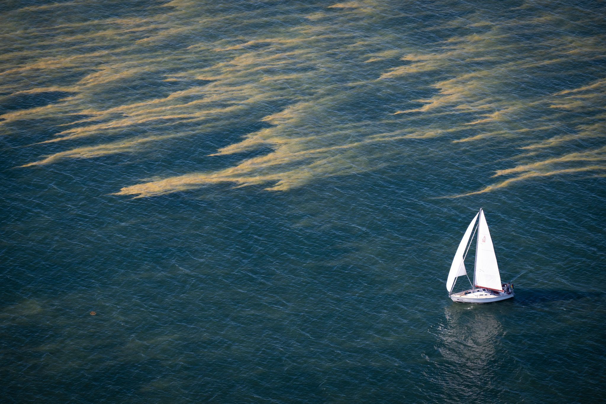 Blaualgen in der Ostsee