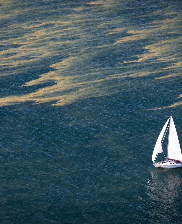 Blaualgen in der Ostsee