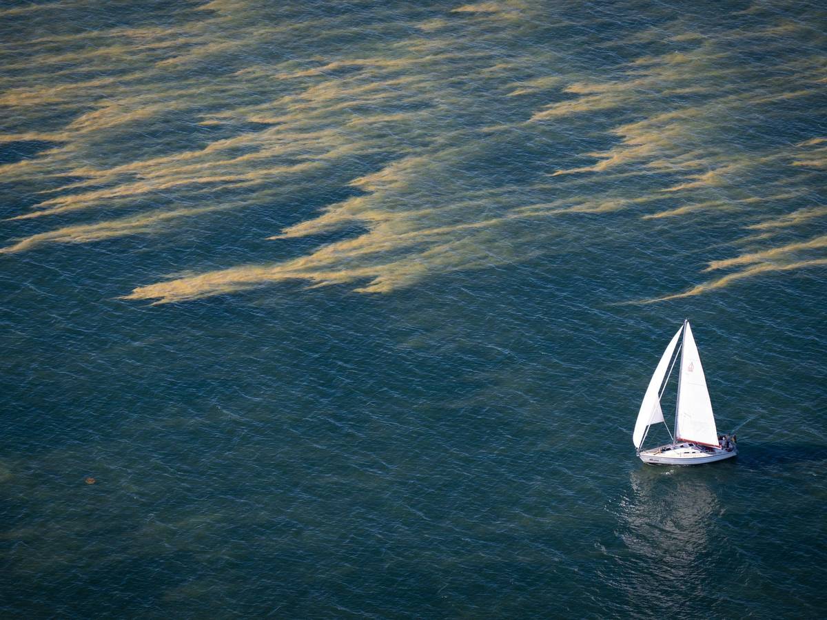 Blaualgen in der Ostsee