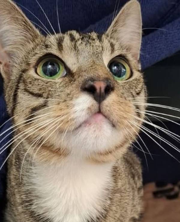In Alfter wurde ein Kater entdeckt, den Unbekannte in einer mit Klebeband verschlossenen Katzentoilette abgestellt und sich selbst überlassen hatten.