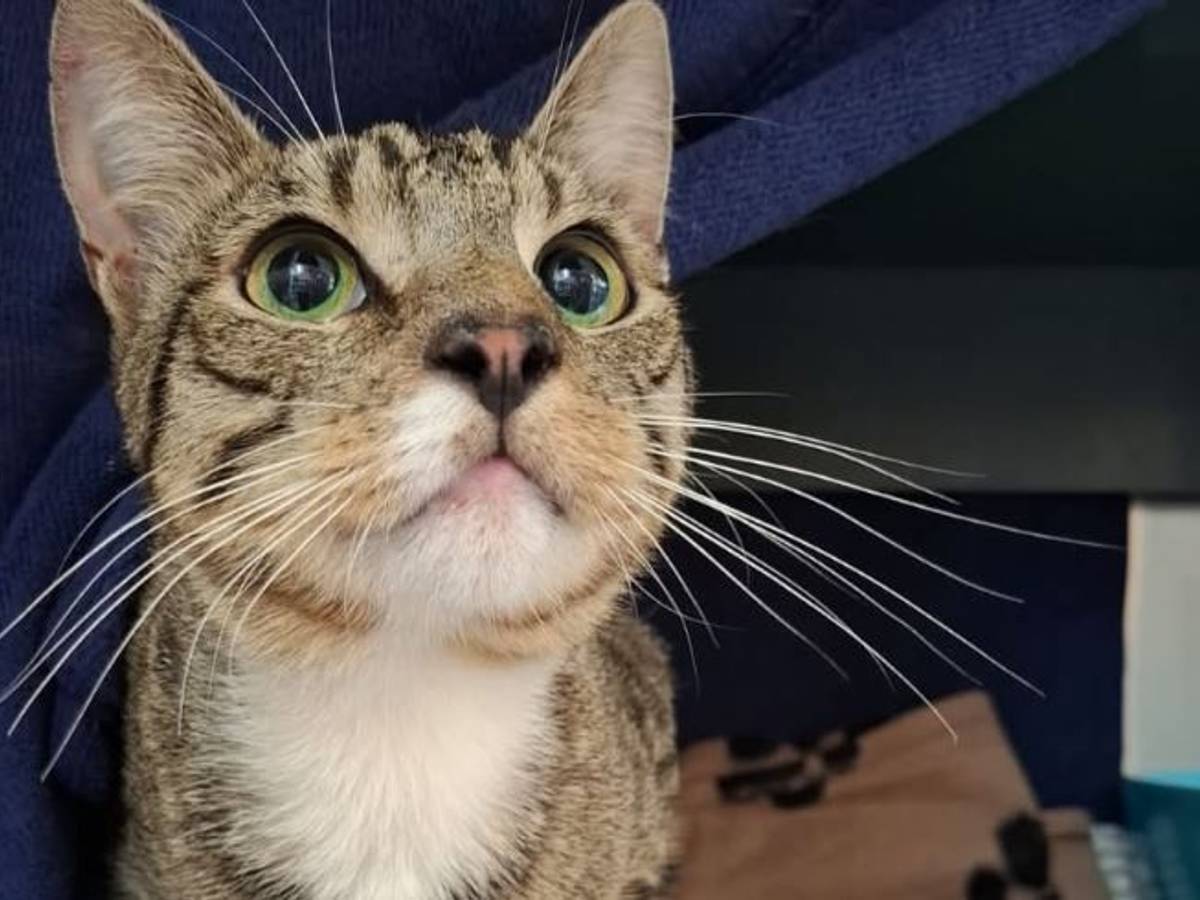 In Alfter wurde ein Kater entdeckt, den Unbekannte in einer mit Klebeband verschlossenen Katzentoilette abgestellt und sich selbst überlassen hatten.