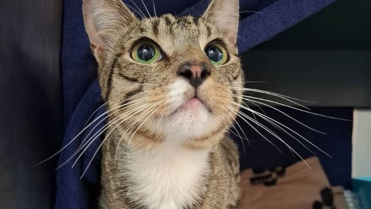 In Alfter wurde ein Kater entdeckt, den Unbekannte in einer mit Klebeband verschlossenen Katzentoilette abgestellt und sich selbst überlassen hatten.