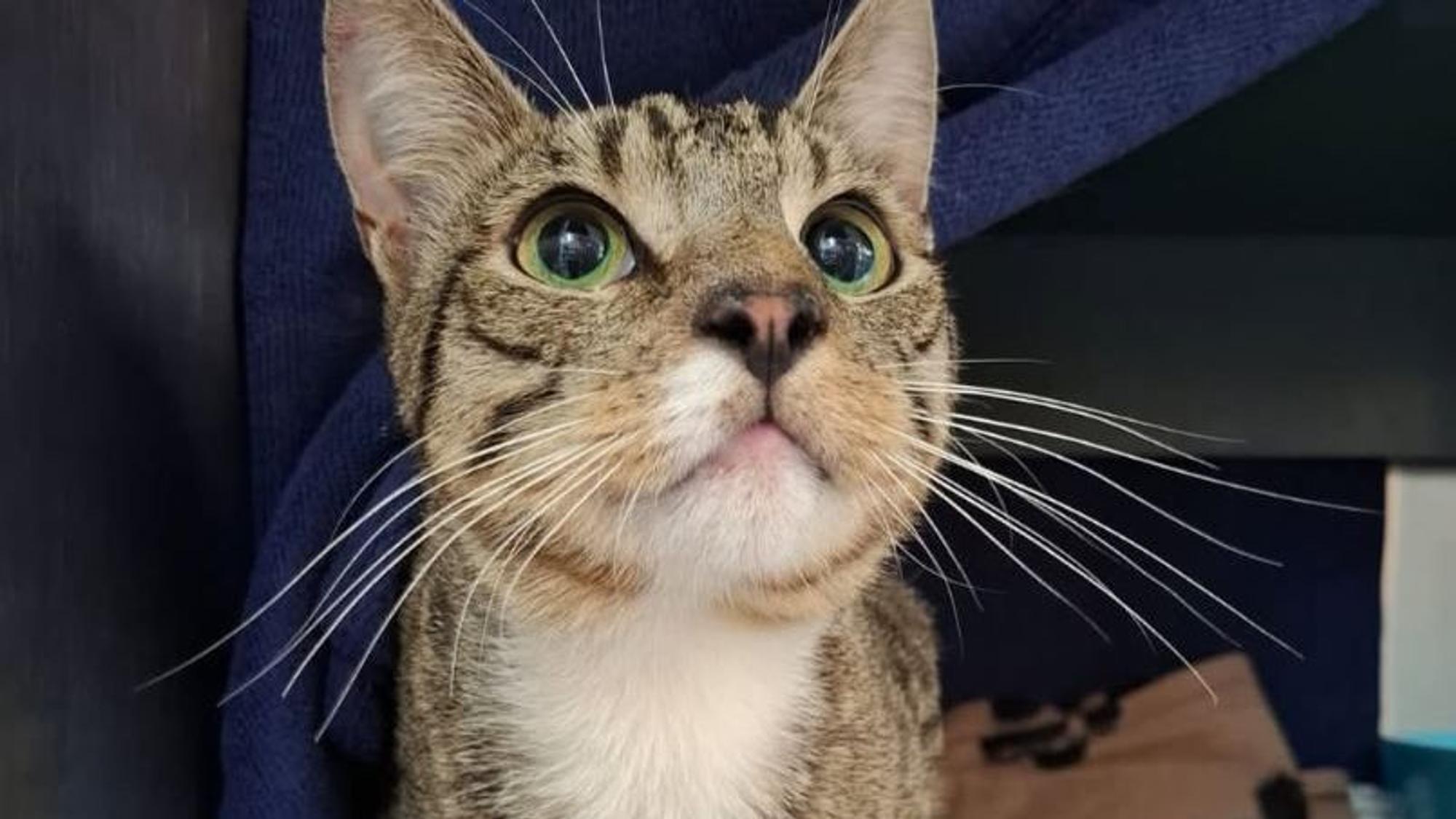 In Alfter wurde ein Kater entdeckt, den Unbekannte in einer mit Klebeband verschlossenen Katzentoilette abgestellt und sich selbst überlassen hatten.
