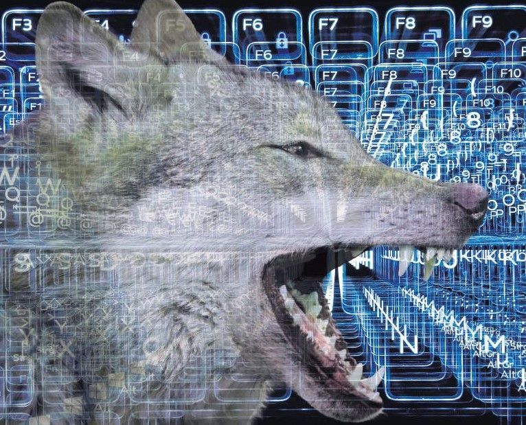 Ein Wolf vor einer Illustration aus Computertasten