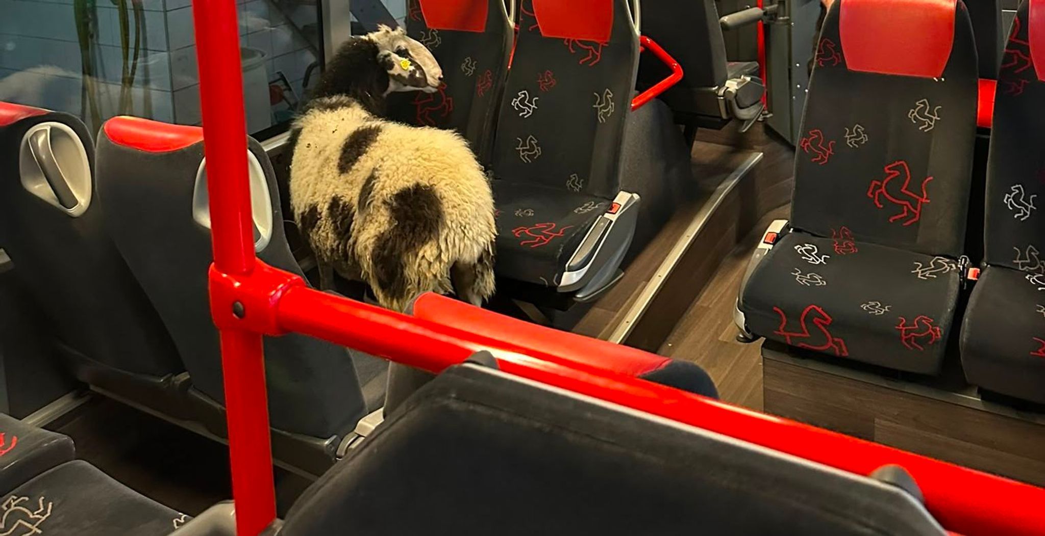 Schaf steigt in abgestellten Linienbus ein