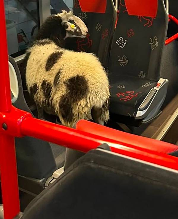 Schaf steigt in abgestellten Linienbus ein