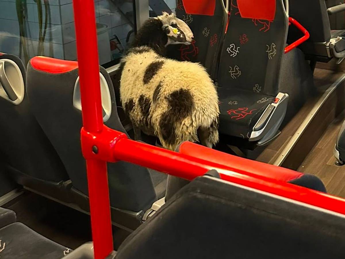 Schaf steigt in abgestellten Linienbus ein