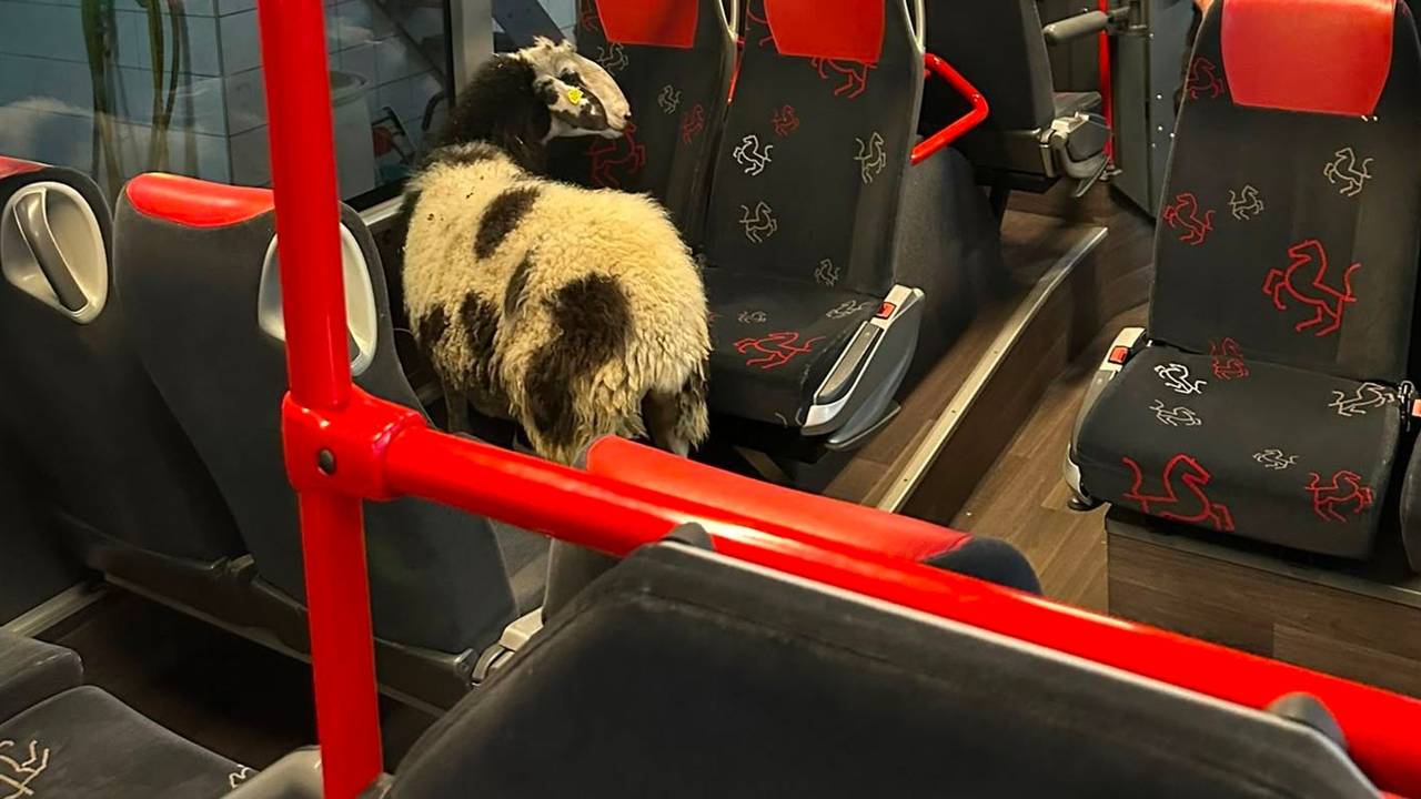 Schaf steigt in abgestellten Linienbus ein