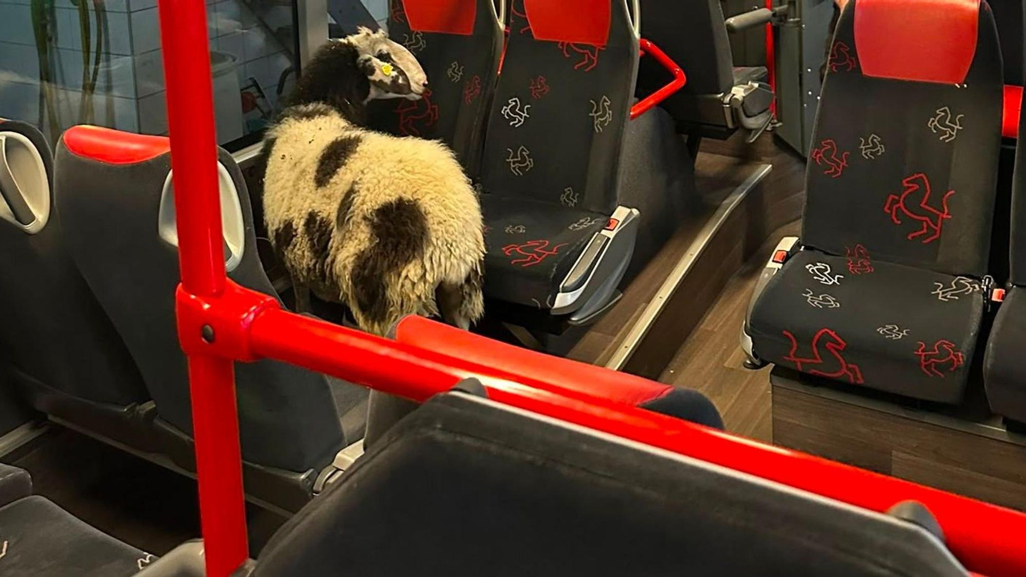 Schaf steigt in abgestellten Linienbus ein