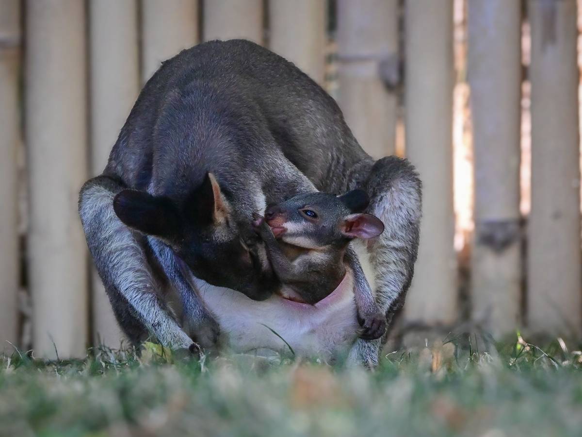 Seltener Nachwuchs im Kölner Zoo. Das Junge wird von ihren Eltern gehegt und gepflegt.