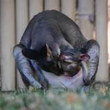Seltener Nachwuchs im Kölner Zoo. Das Junge wird von ihren Eltern gehegt und gepflegt.
