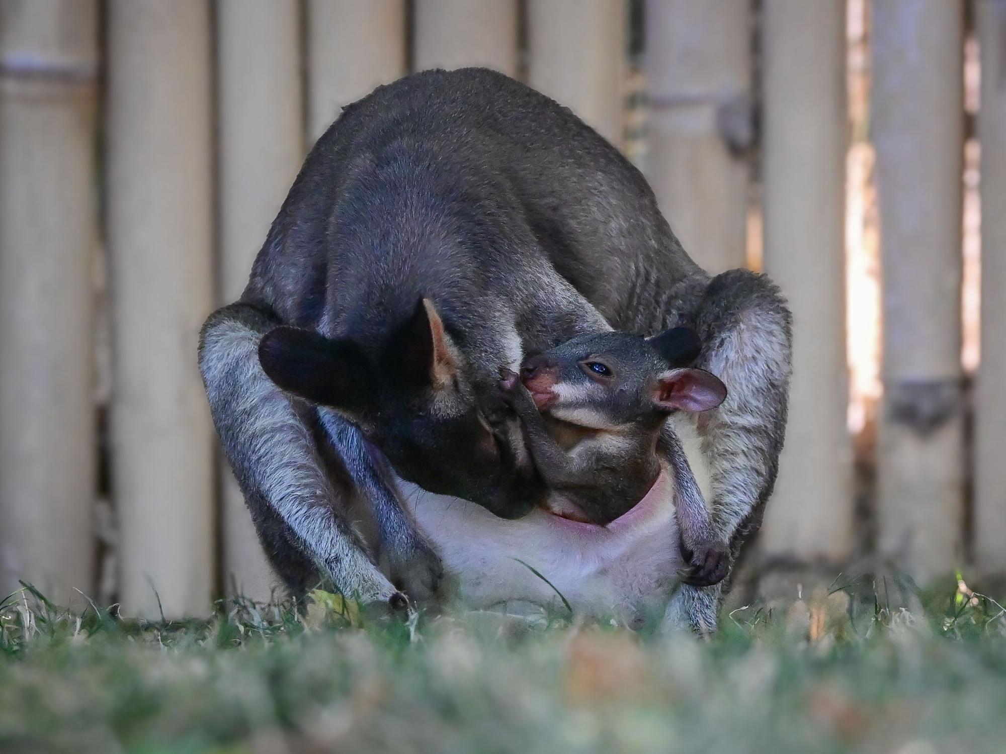 Seltener Nachwuchs im Kölner Zoo. Das Junge wird von ihren Eltern gehegt und gepflegt.
