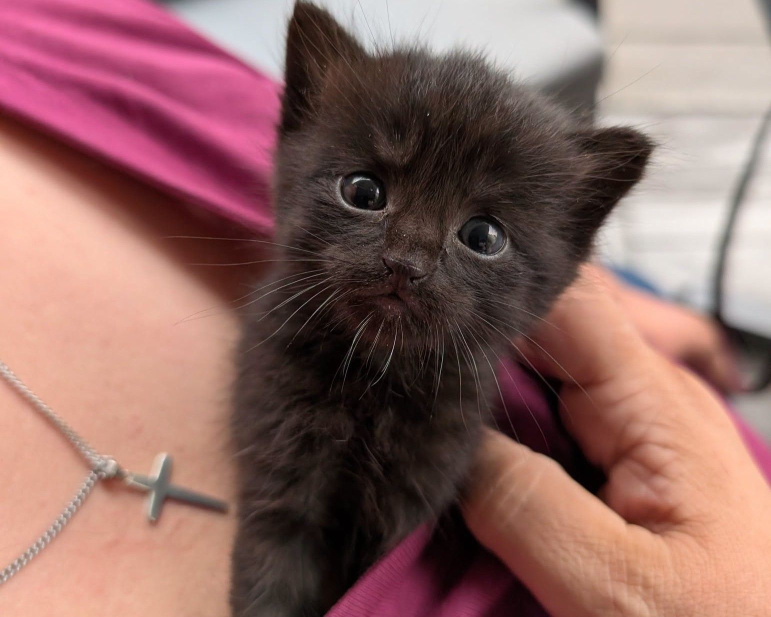 Diese Katzenbaby wäre im Rhein-Erft-Kreis fast in der Müllpresse gelandet.