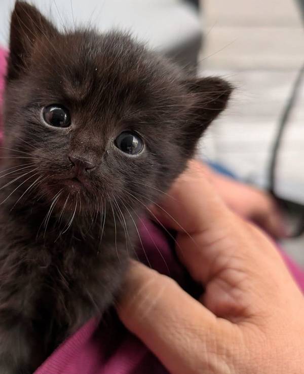 Diese Katzenbaby wäre im Rhein-Erft-Kreis fast in der Müllpresse gelandet.