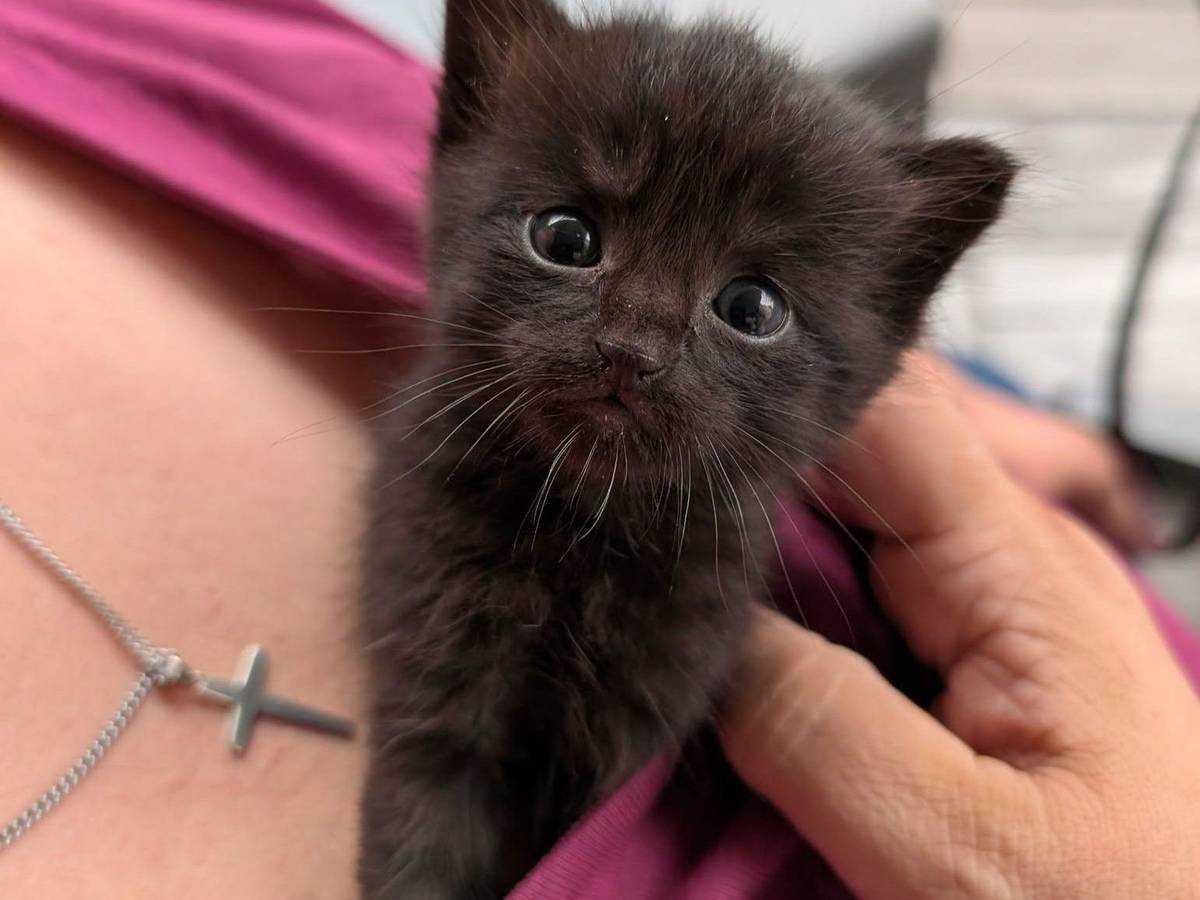 Diese Katzenbaby wäre im Rhein-Erft-Kreis fast in der Müllpresse gelandet.