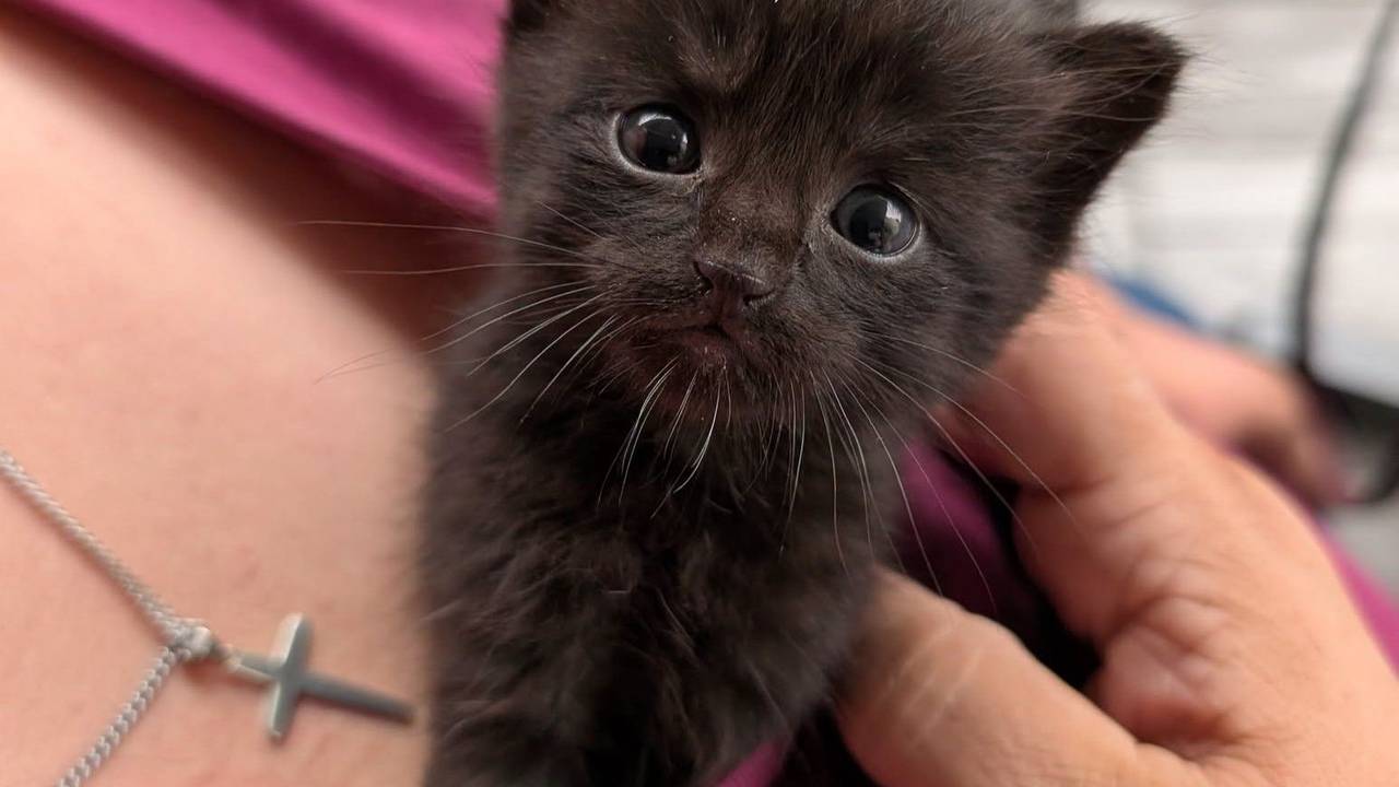 Diese Katzenbaby wäre im Rhein-Erft-Kreis fast in der Müllpresse gelandet.
