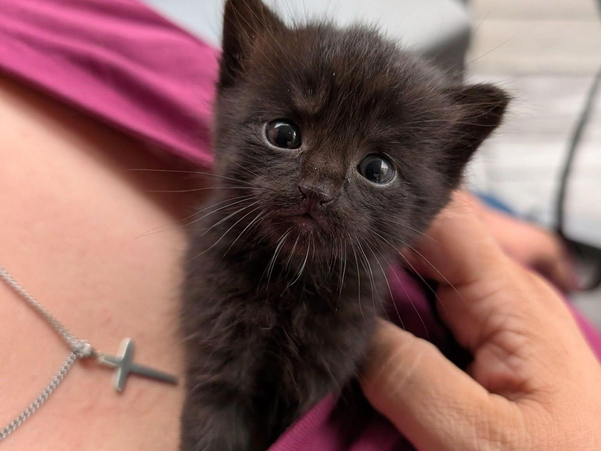 Diese Katzenbaby wäre im Rhein-Erft-Kreis fast in der Müllpresse gelandet.