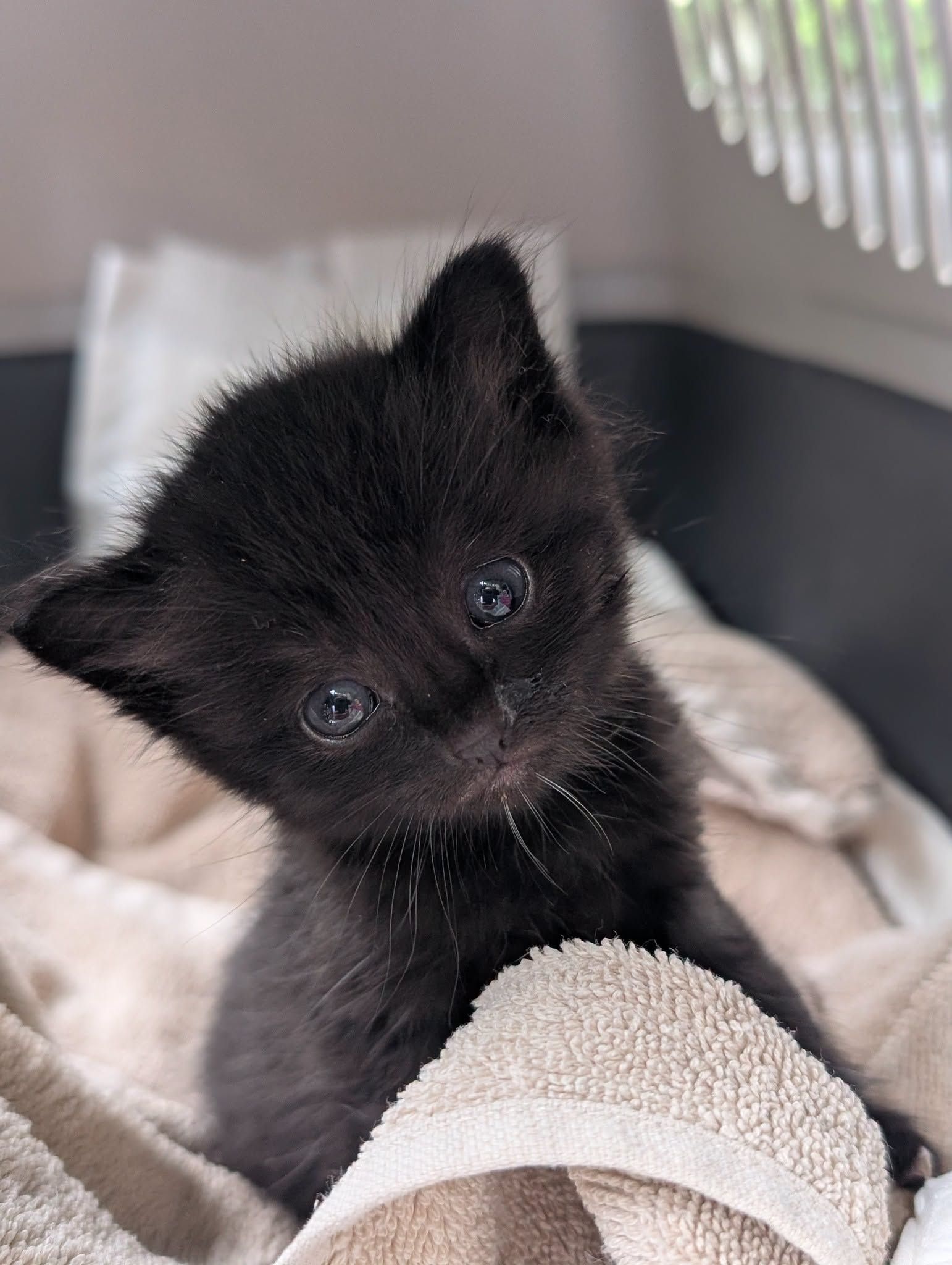Ein schwarzes Katzenbaby sitzt auf einem Handtuch