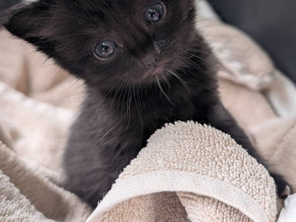 Ein schwarzes Katzenbaby sitzt auf einem Handtuch