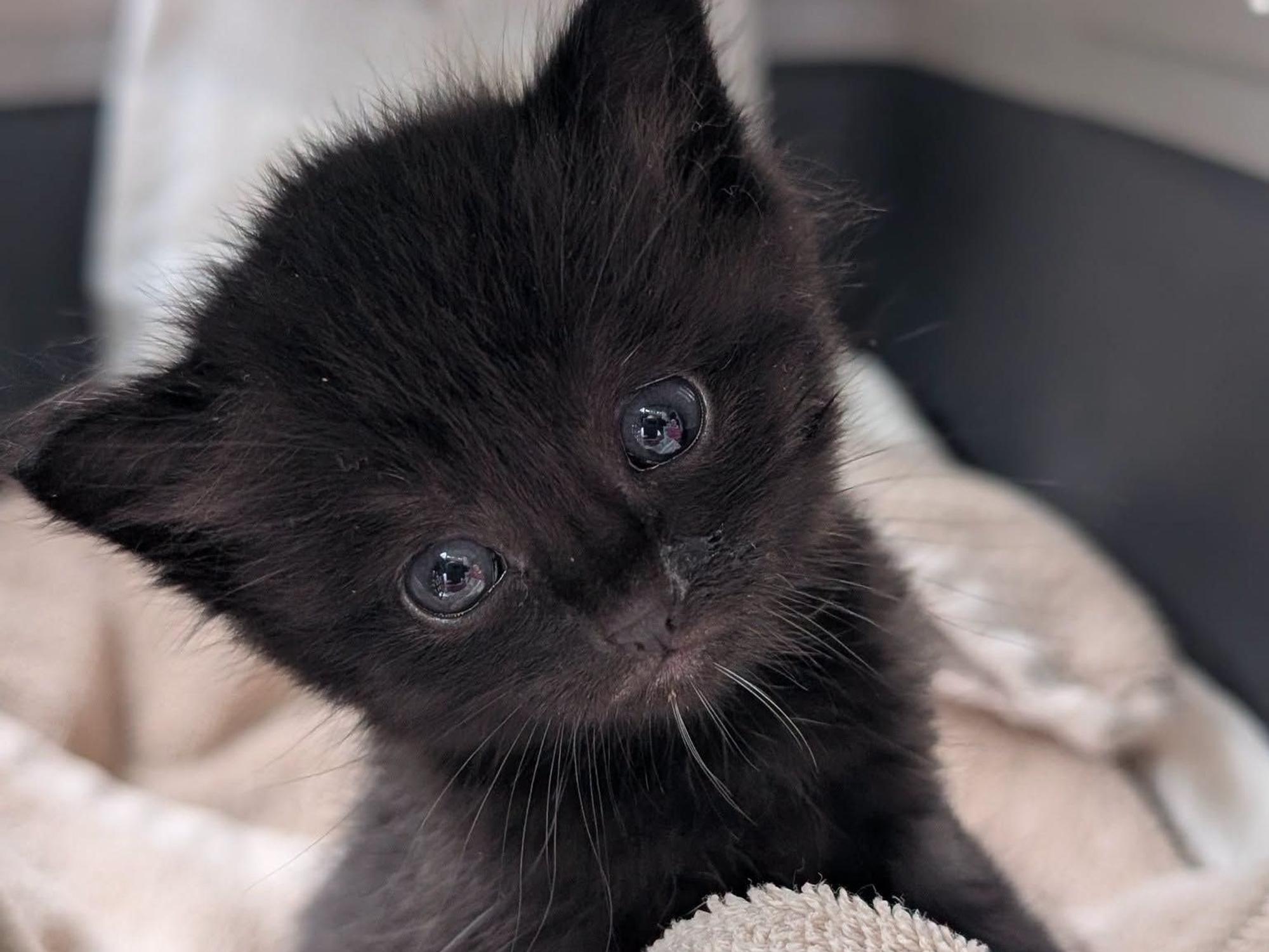 Ein schwarzes Katzenbaby sitzt auf einem Handtuch