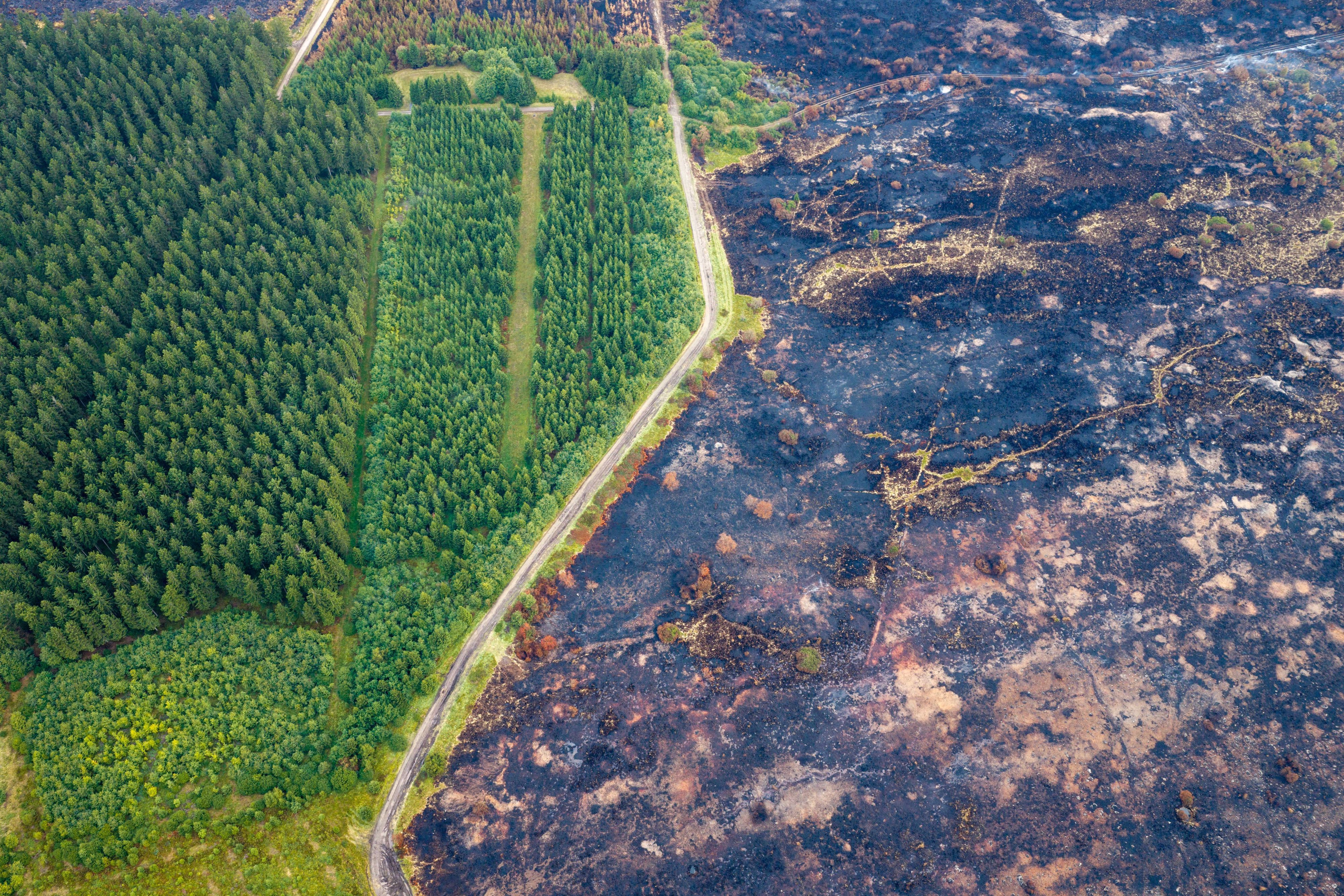 Eine kleine Straße trennt die verbrannte Fläche im belgischen Naturschutzgebiet Hohes Venn von grüner Vegetation, die den Waldbrand unbeschadet überstanden hat.