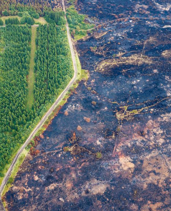 Eine kleine Straße trennt die verbrannte Fläche im belgischen Naturschutzgebiet Hohes Venn von grüner Vegetation, die den Waldbrand unbeschadet überstanden hat.