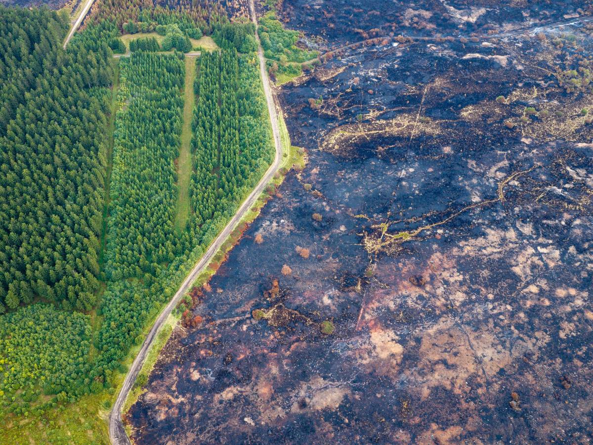 Eine kleine Straße trennt die verbrannte Fläche im belgischen Naturschutzgebiet Hohes Venn von grüner Vegetation, die den Waldbrand unbeschadet überstanden hat.