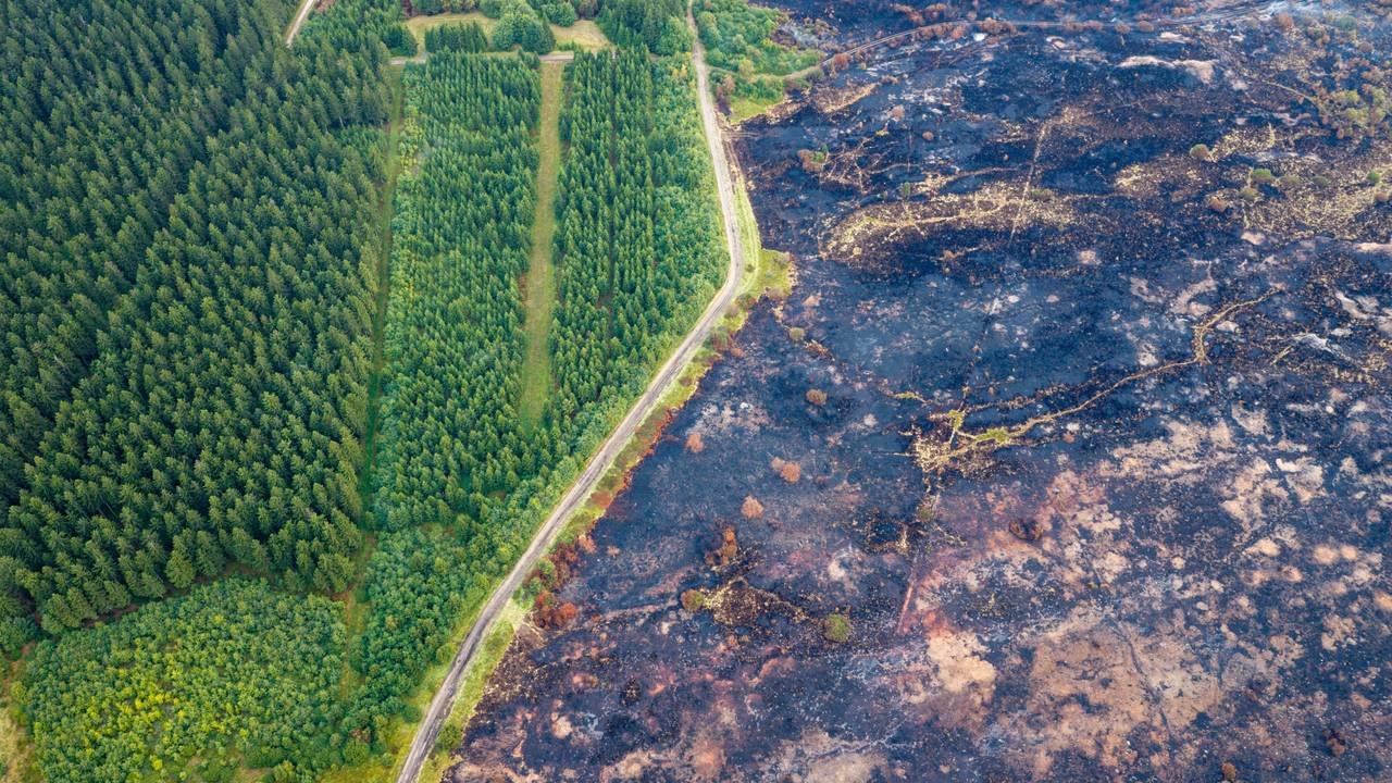 Eine kleine Straße trennt die verbrannte Fläche im belgischen Naturschutzgebiet Hohes Venn von grüner Vegetation, die den Waldbrand unbeschadet überstanden hat.