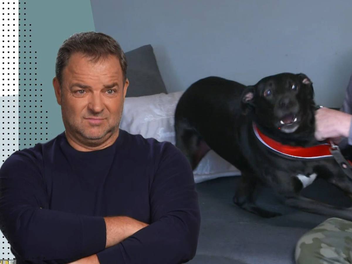 Bei Labrador Socke ist einiges in der Erziehung falschgelaufen, wie Martin Rütter den Herrchen bescheinigt. (Bild: RTL)