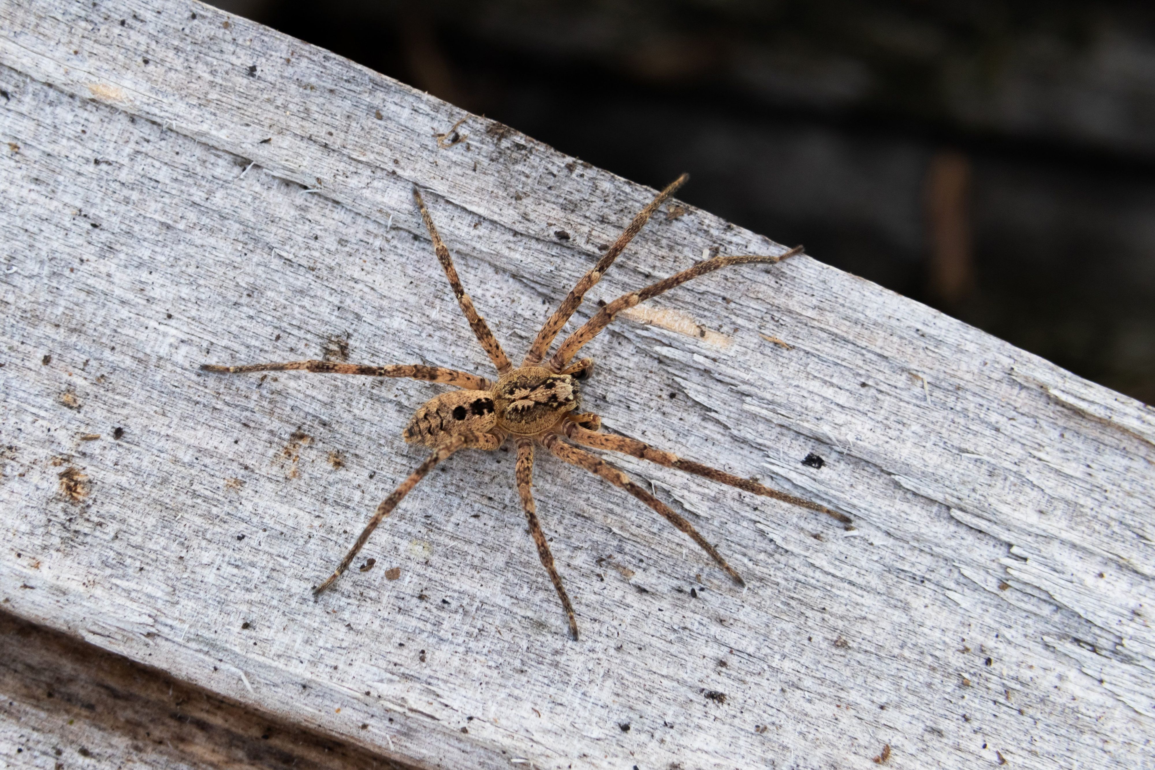 Das undatierte Handout zeigt eine Nosferatu-Spinne auf einem Holzblock.