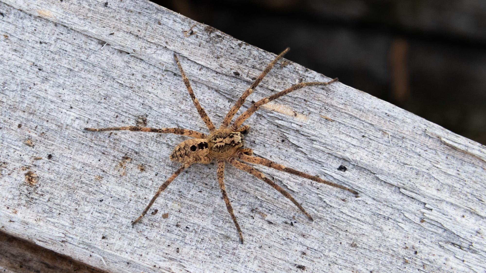 Das undatierte Handout zeigt eine Nosferatu-Spinne auf einem Holzblock.