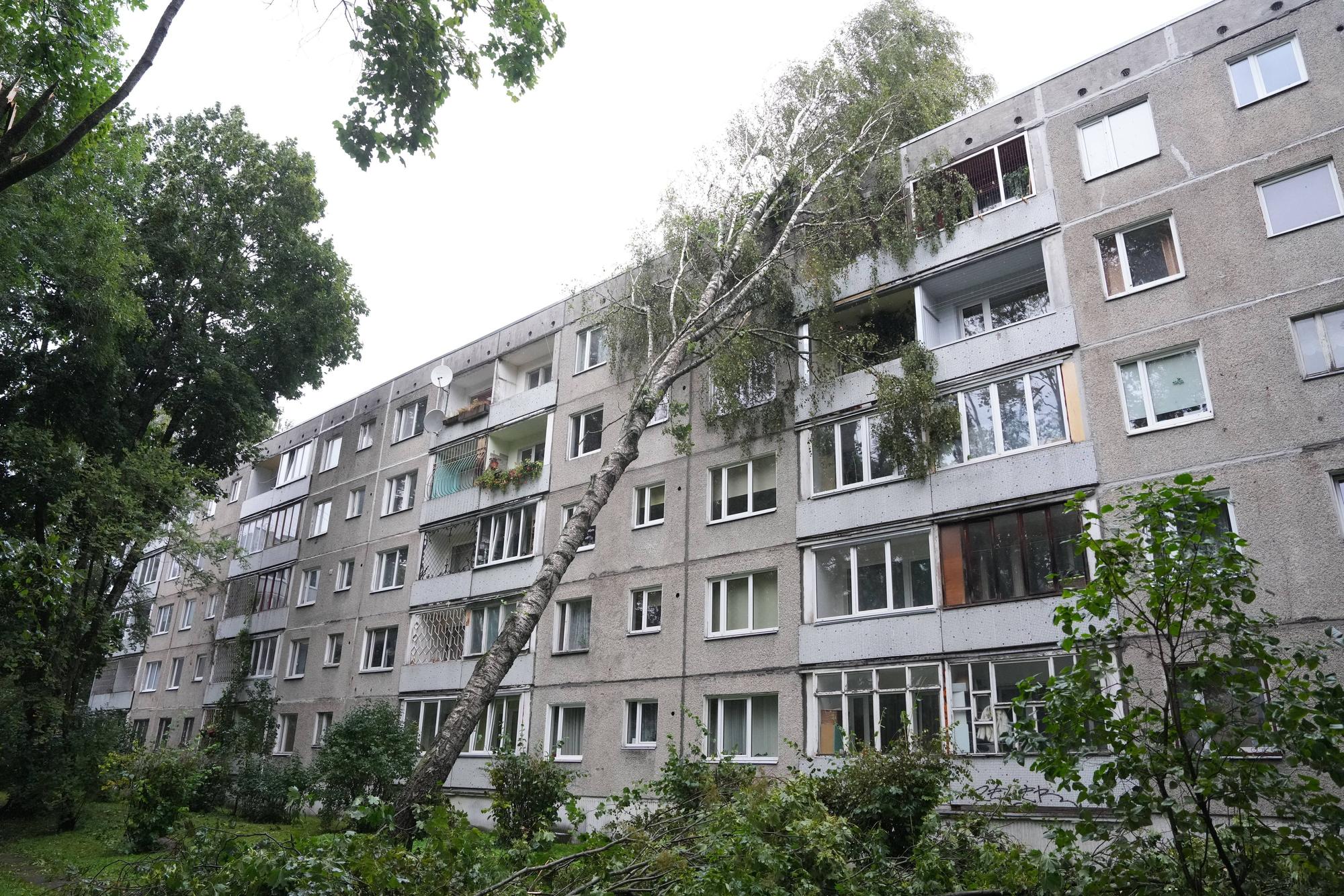 Eine große Birke hielt dem Sturm in Riga nicht Stand und stürzte auf ein mehrstöckiges Wohnhaus.